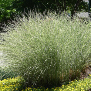 Frodig-hage-uteplanter-gressplante