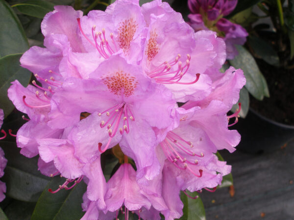 Frodig-hage-uteplanter - Rhododendron Catawbiense Grandiflora