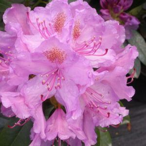 Frodig-hage-uteplanter - Rhododendron Catawbiense Grandiflora